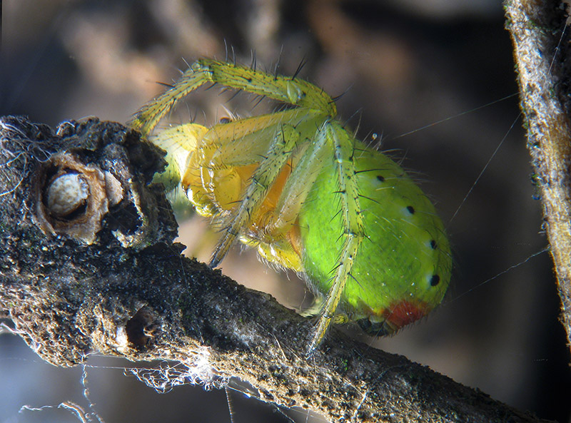 Araniella cucurbitina, maschio immaturo?.....Araniella sp. - Sumirago (VA)